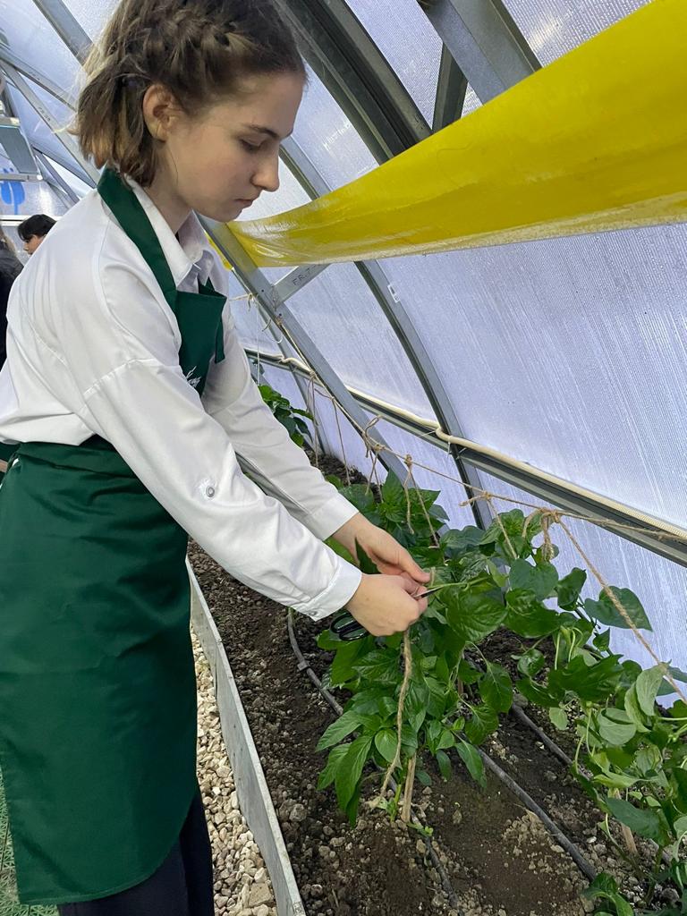 «Жаңару күні» ағаш егу дәстүрі